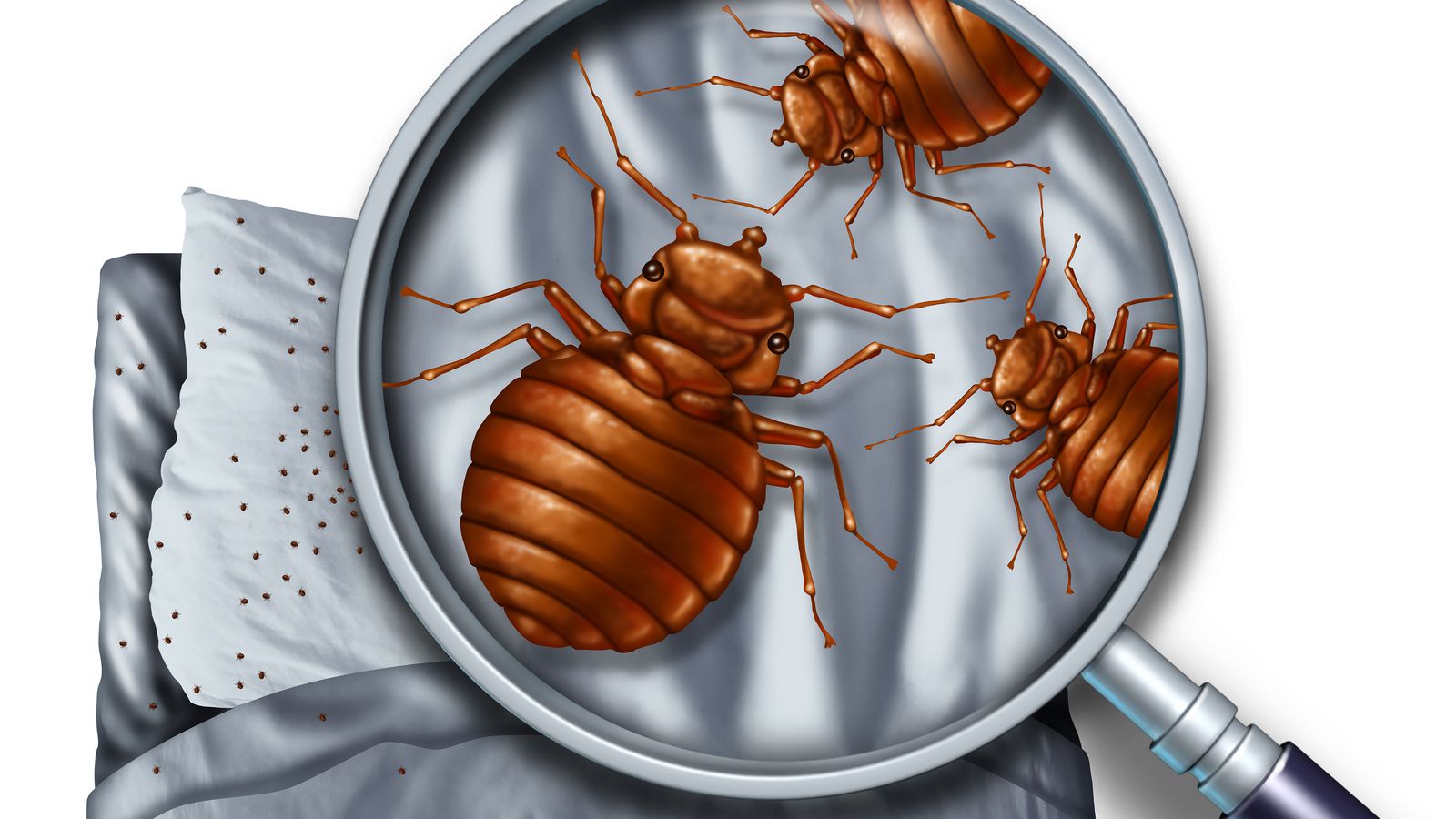 Interesting Information About Bed Bugs and What to Do
