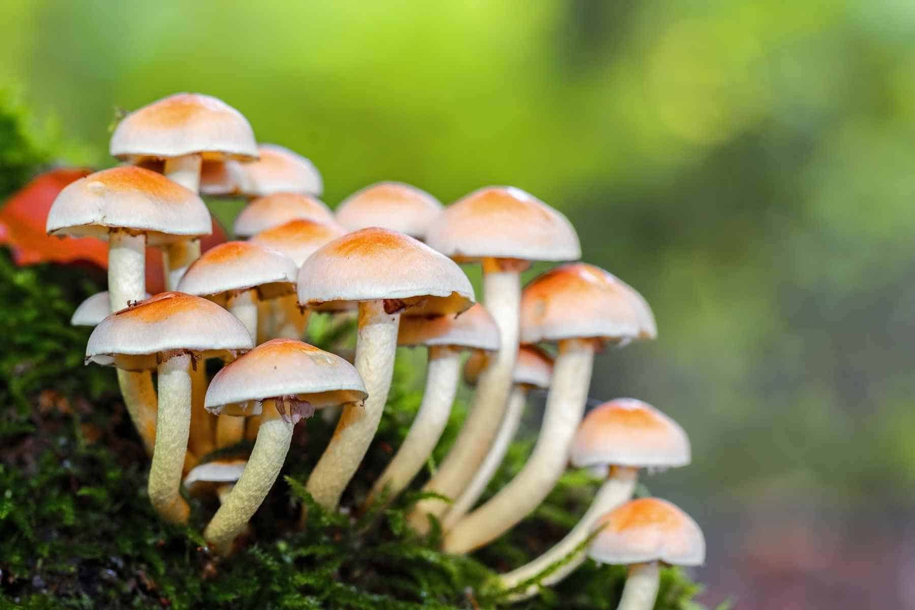 milky mushroom